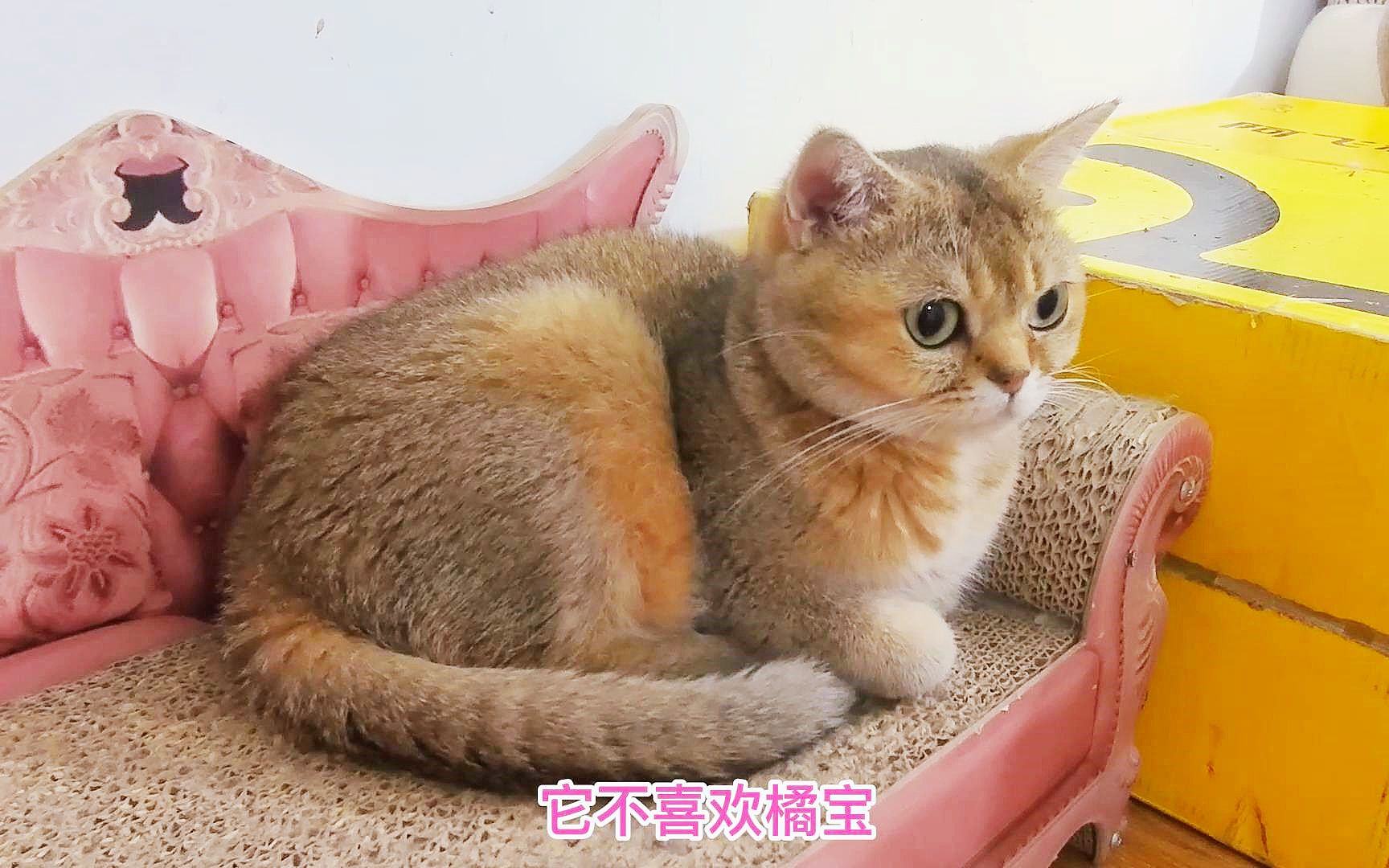 捡来的小橘猫第二次到大猫房间，又贱又痞，跟原住猫互打一点不惧_哔哩哔哩_bilibili