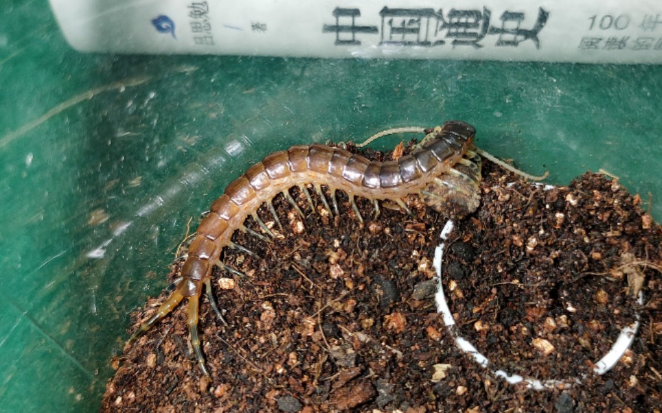 坦桑尼亚蓝环蜈蚣 非洲e属蜈蚣捕食杜比亚蟑螂