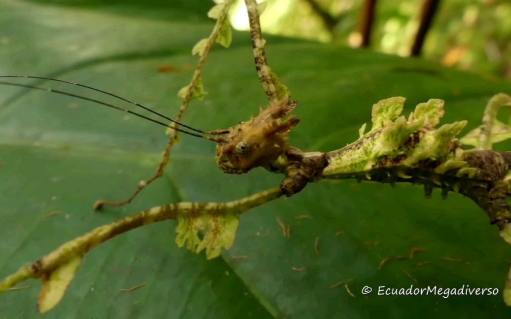 来自厄瓜多尔的苔藓竹节虫