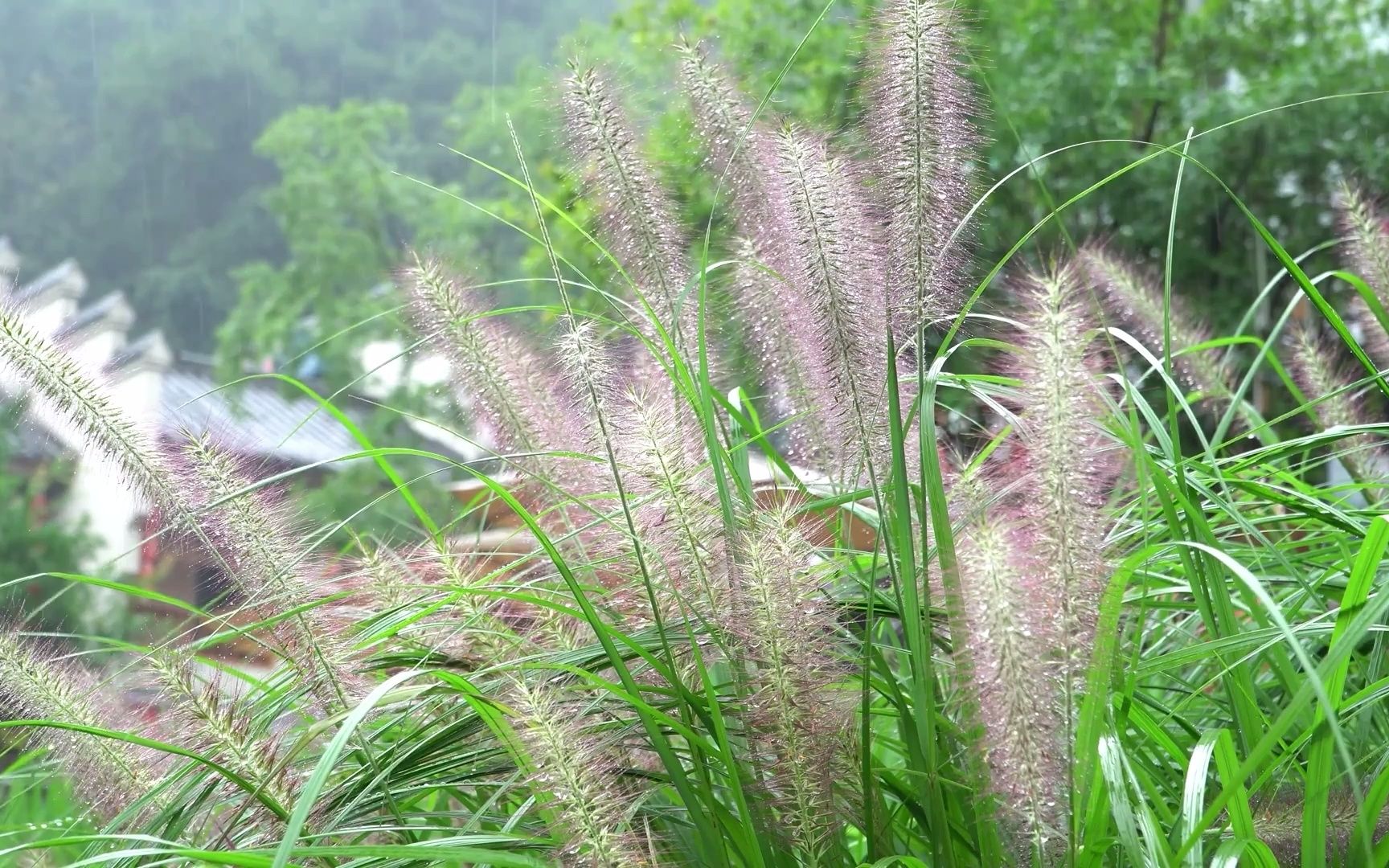 [图]【下雨声】 | 大自然的声音| 自然白噪声 | 山林里绵绵细雨声 | 治愈 | 助眠