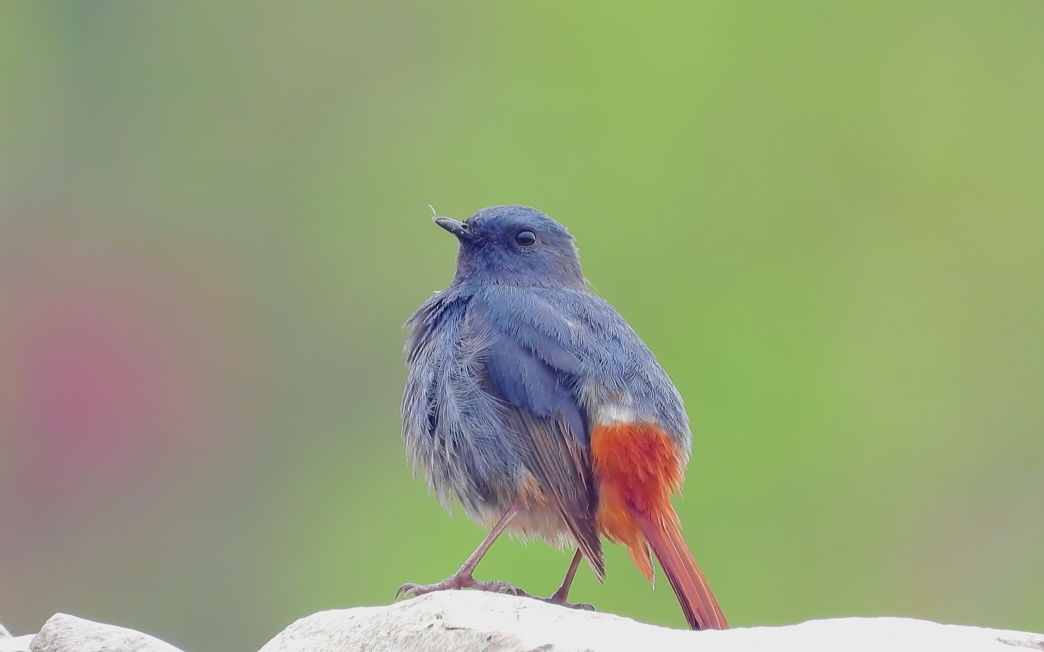高清漂亮的小鸟红尾水鸲,红尾水鸲公鸟梳理羽毛_哔哩哔哩_bilibili