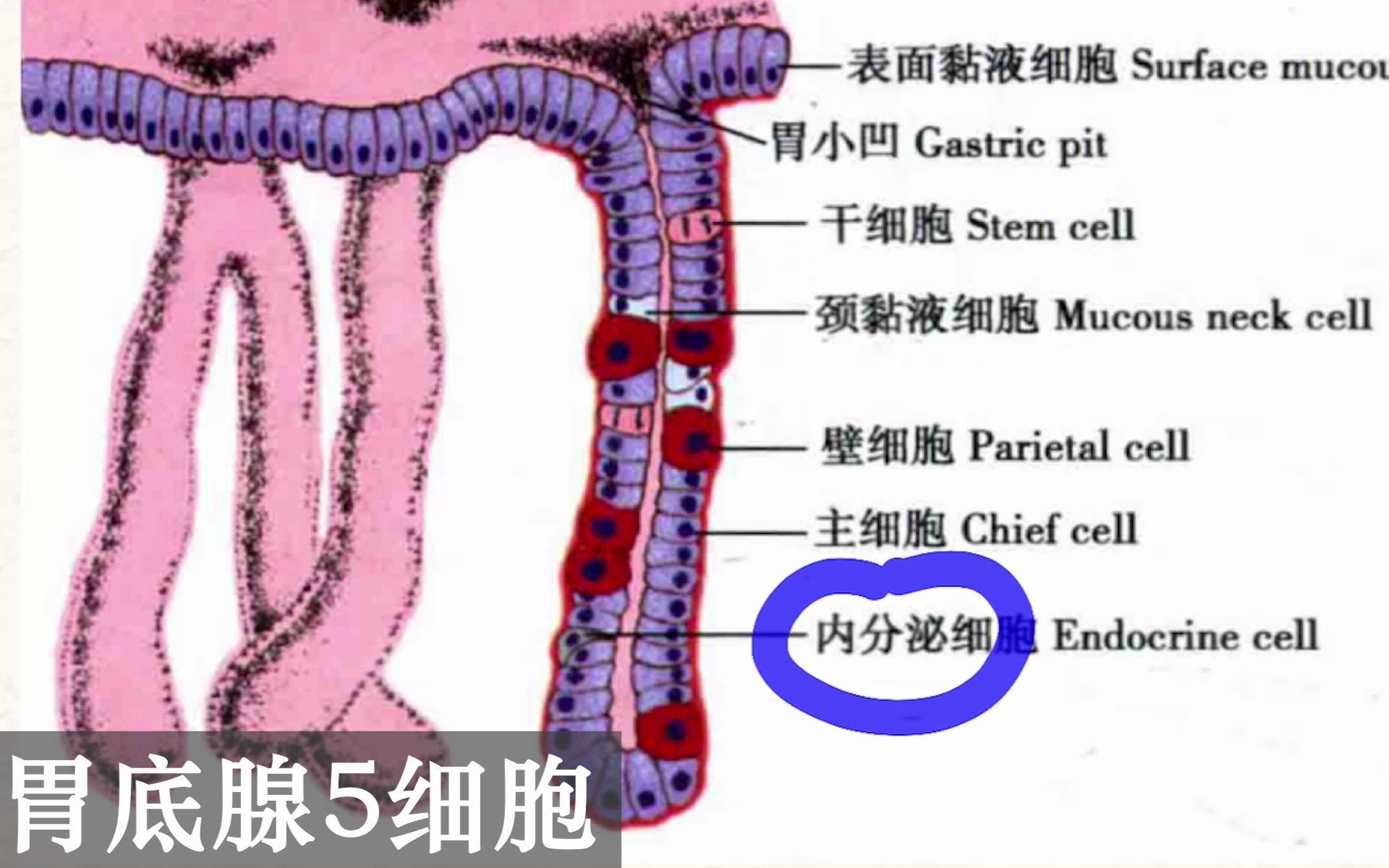 【图解组胚】为什么胃酸不会腐蚀胃:胃小凹和胃底腺的解密,食管和胃的玻片观察(消化系统之消化管1)哔哩哔哩bilibili