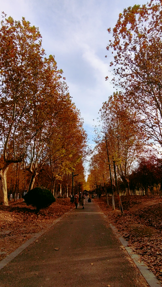 遇见合肥的秋天之枫林路