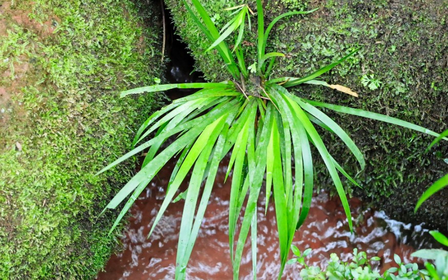 [图]石菖蒲：古代文人特别喜欢，种植也很容易，如今很难见到野生的了