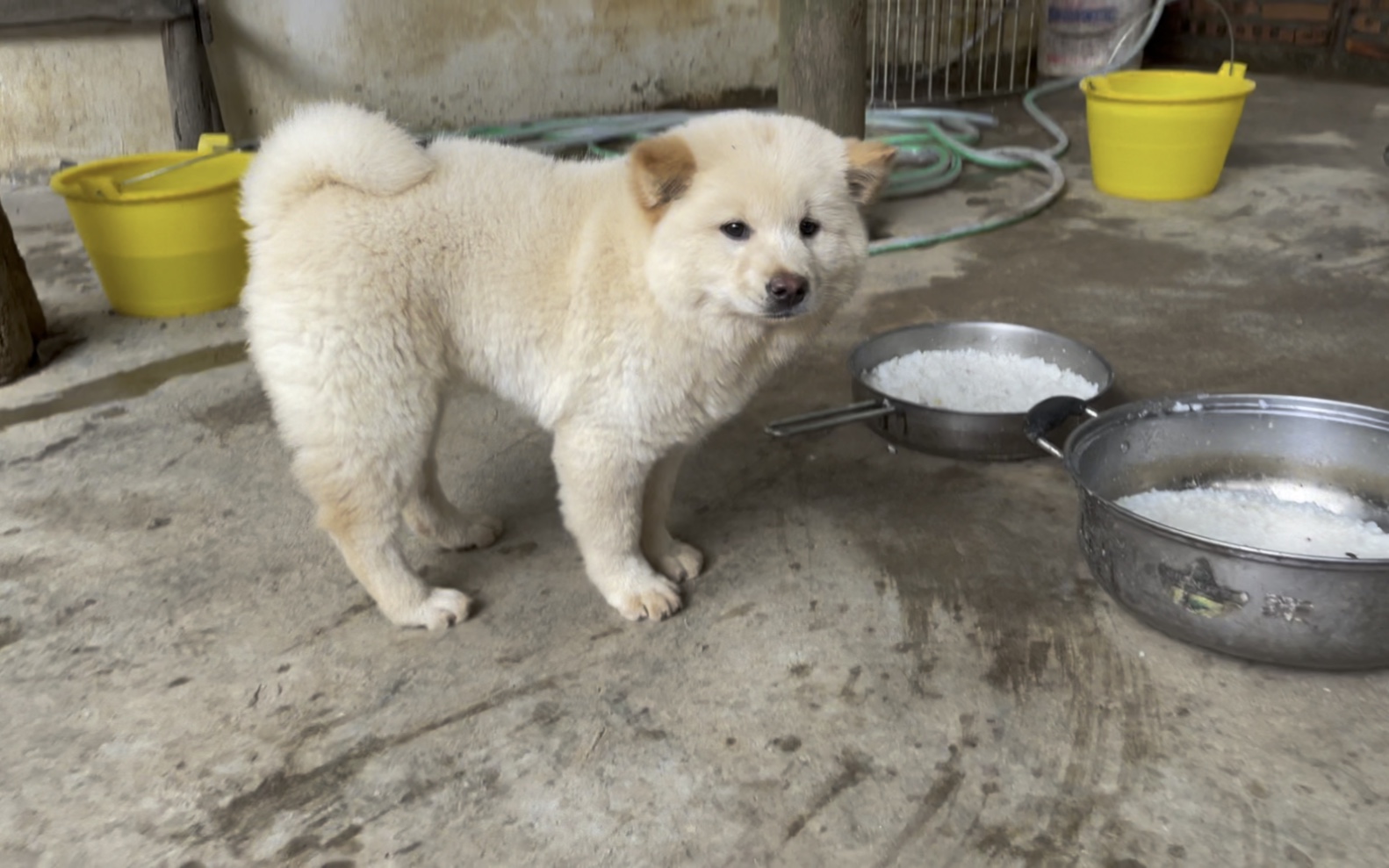 [图]原生纯正白土松犬，金钱尾，朱砂鼻，全黑舌头，越来越稀少了！