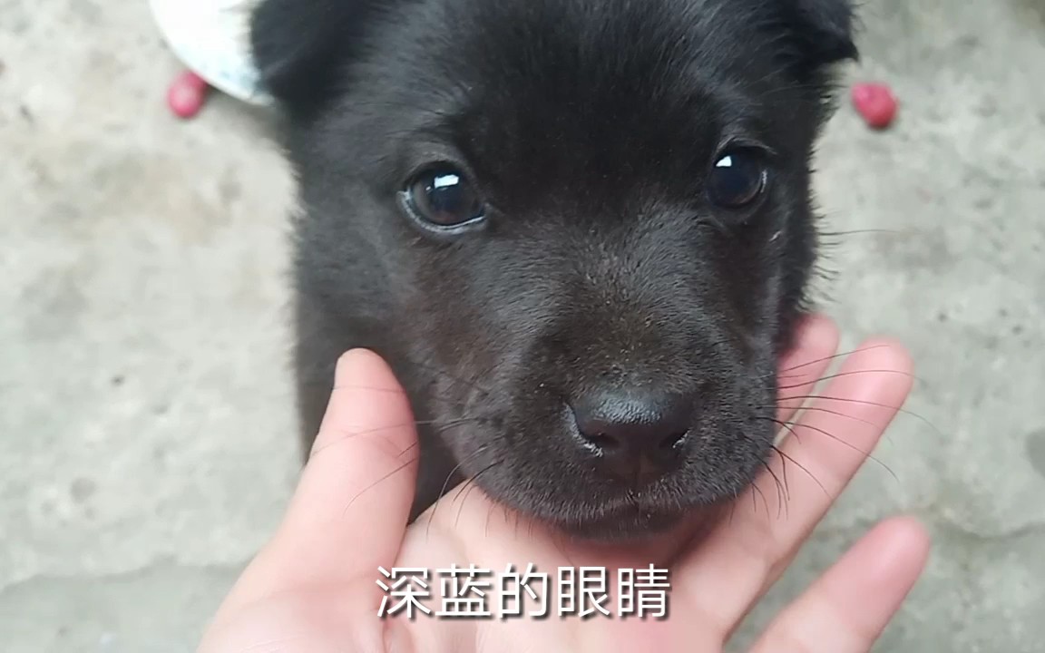 【中华田园犬】深蓝的眼睛,黑黑的一坨,活泼又可爱.