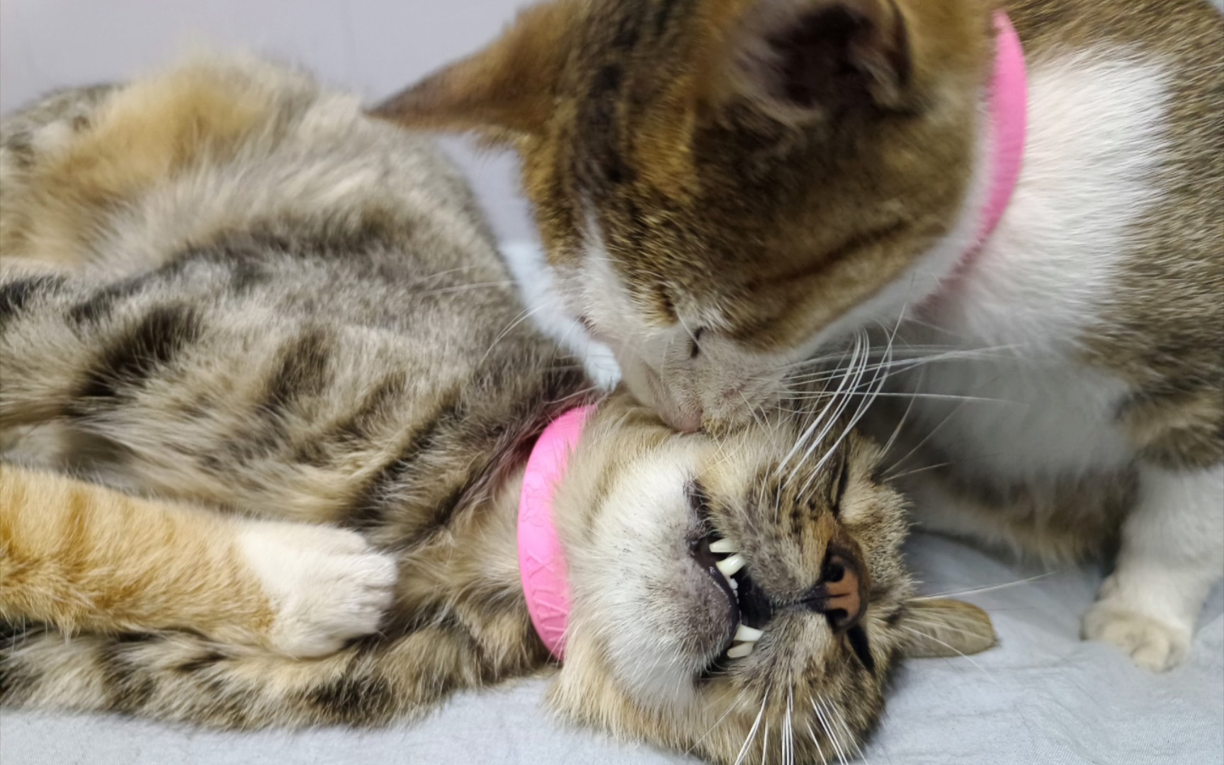 【猫咪】萌宠大作战①