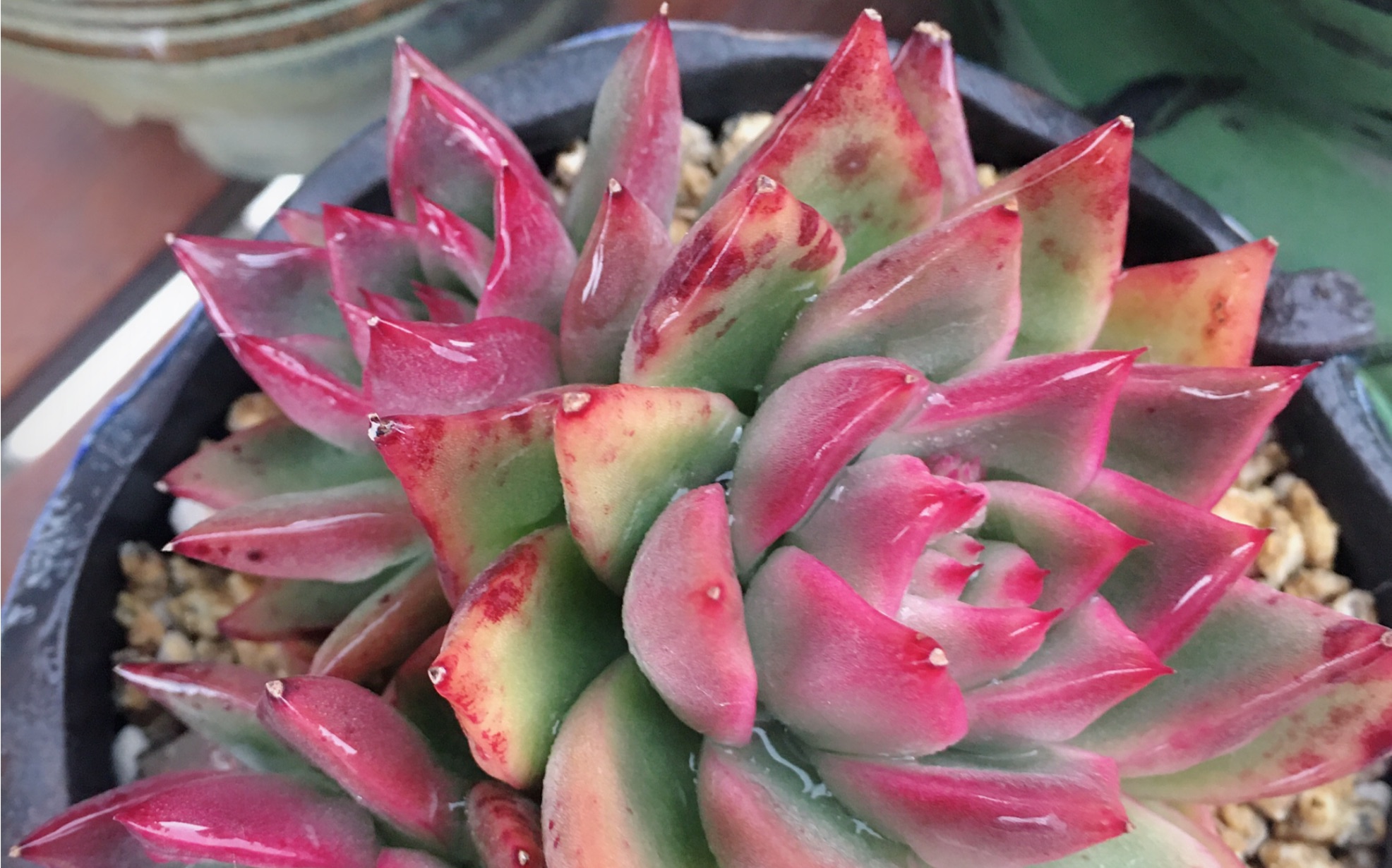 拉霍亚爪三日月暗冰tp露养中