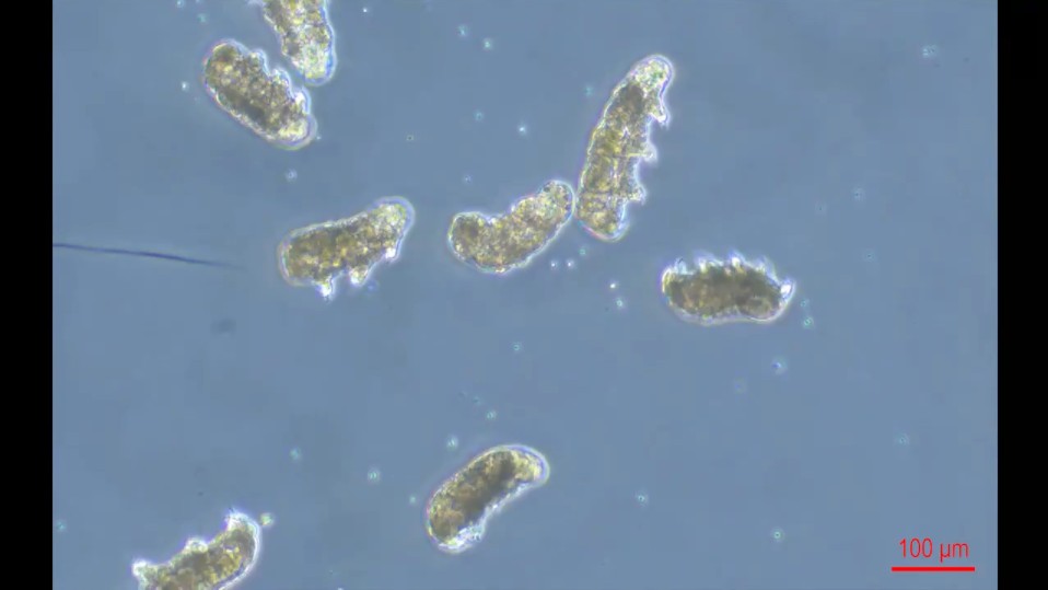 水熊虫是一种小型无脊椎动物,以其对恶劣环境条件的抵抗力而闻名,包括能杀死许多生物的电离辐射.哔哩哔哩bilibili