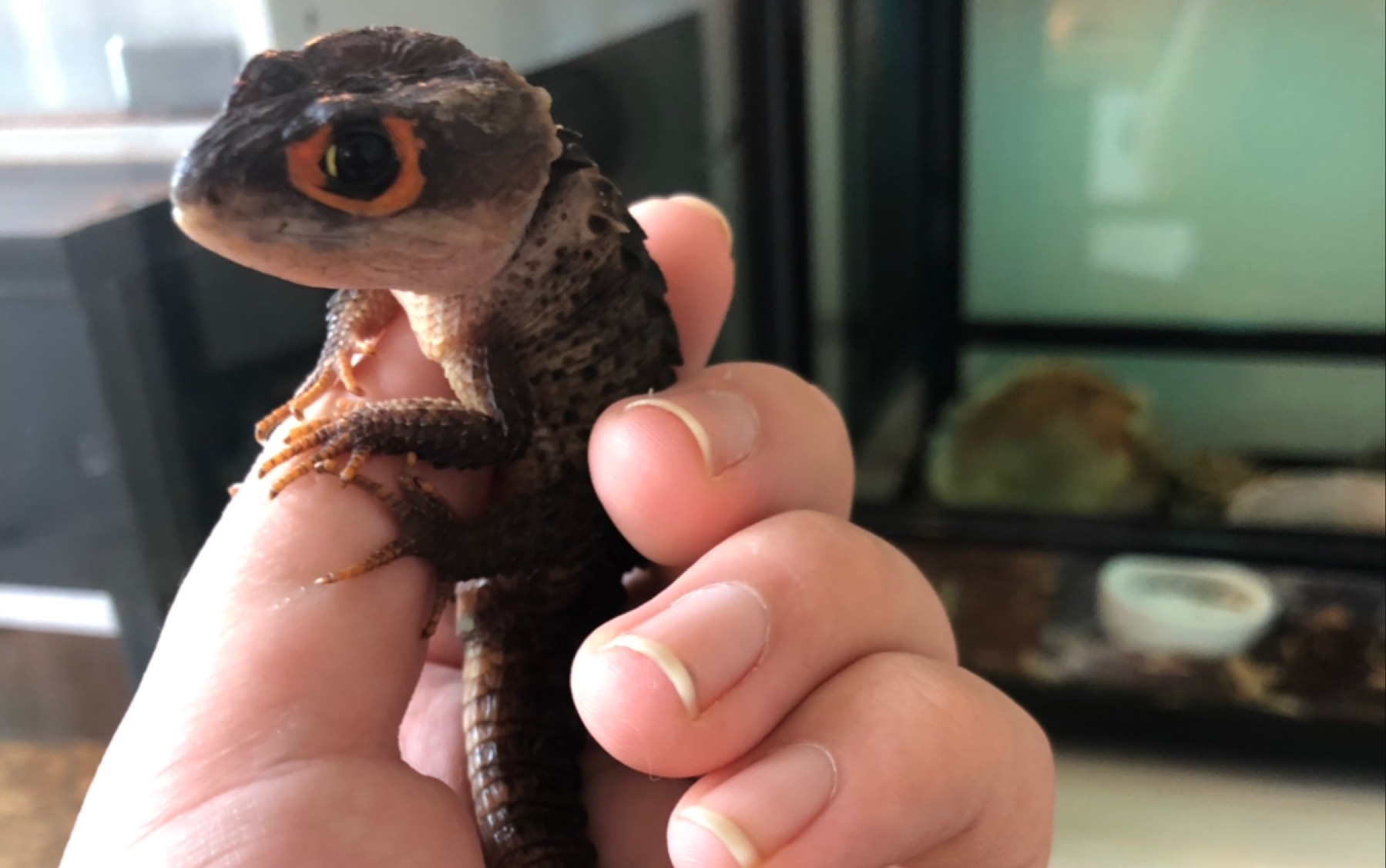 入爬圈一年半的萌新居然养了红眼鹰蜥和这堆东西大揭秘