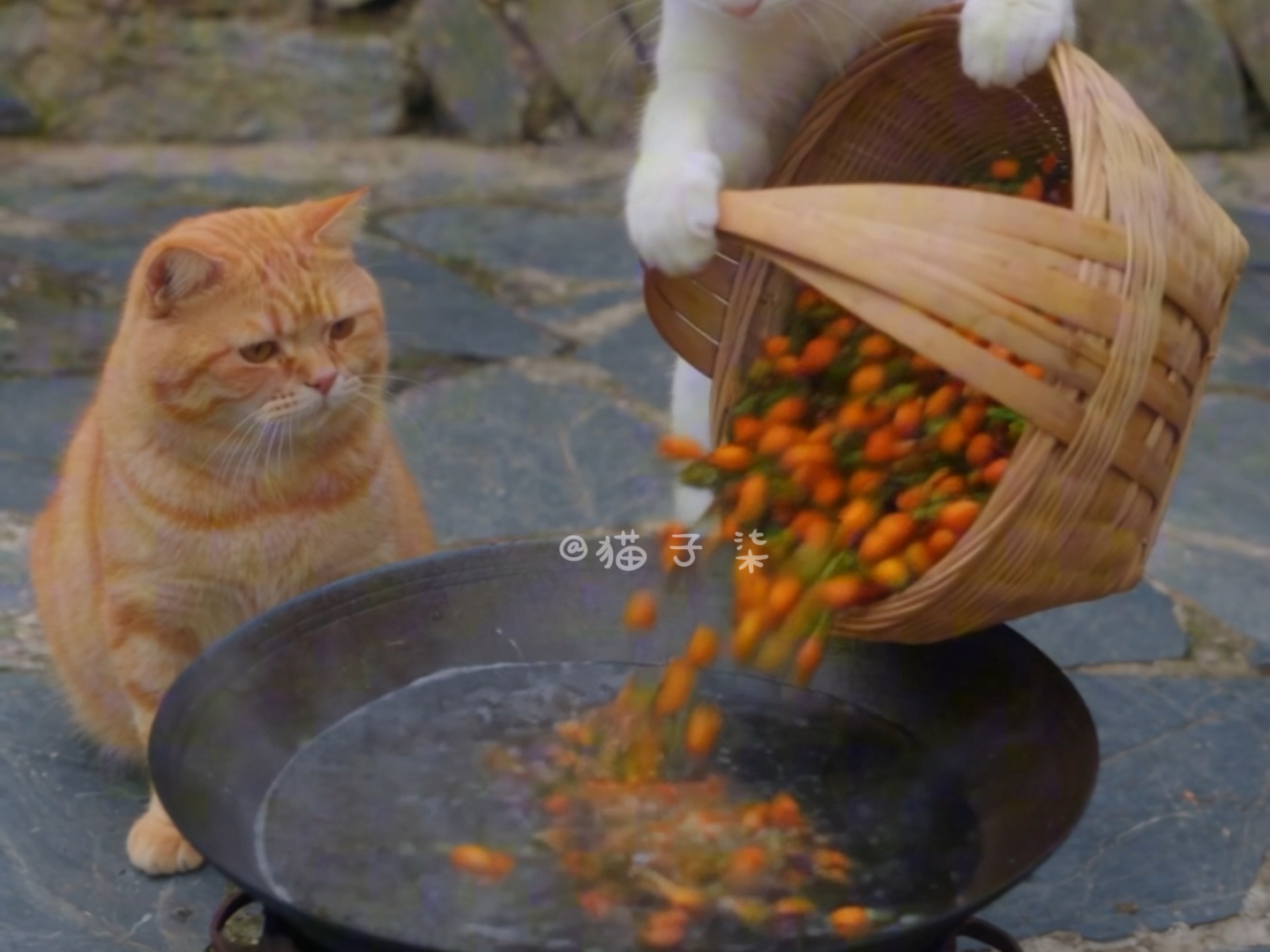 今天做米塑#橘猫的乡村生活 #猫咪的迷惑行为 #猫咪 #大橘为重 #猫子柒