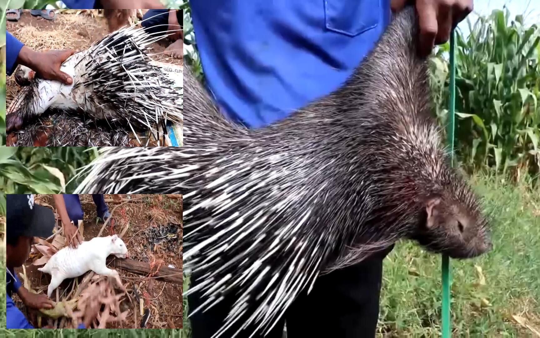 活动作品柬埔寨重口味美食烤豪猪比老鼠好吃10000倍