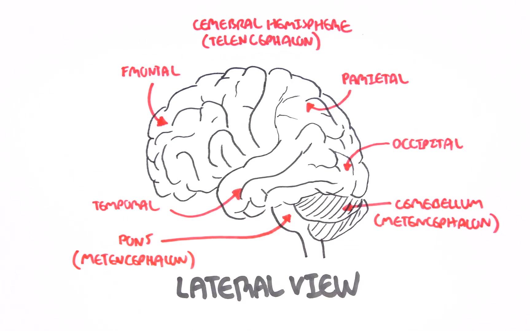 双语解剖学大脑willis环和中风