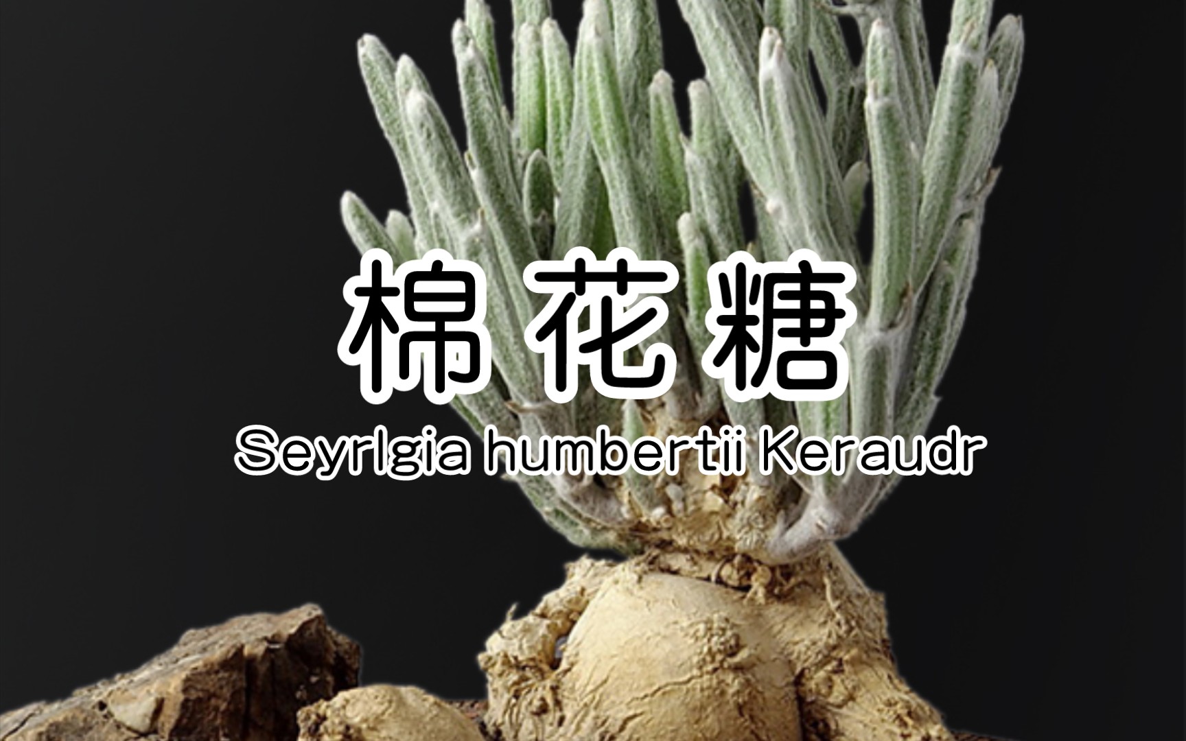 第431弹:聊聊特别的块根植物棉花糖 Seyrlgia humbertii Keraudr哔哩哔哩bilibili