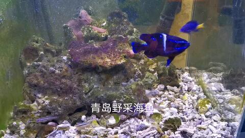 简单有效的海水鱼白点治疗法 哔哩哔哩 Bilibili
