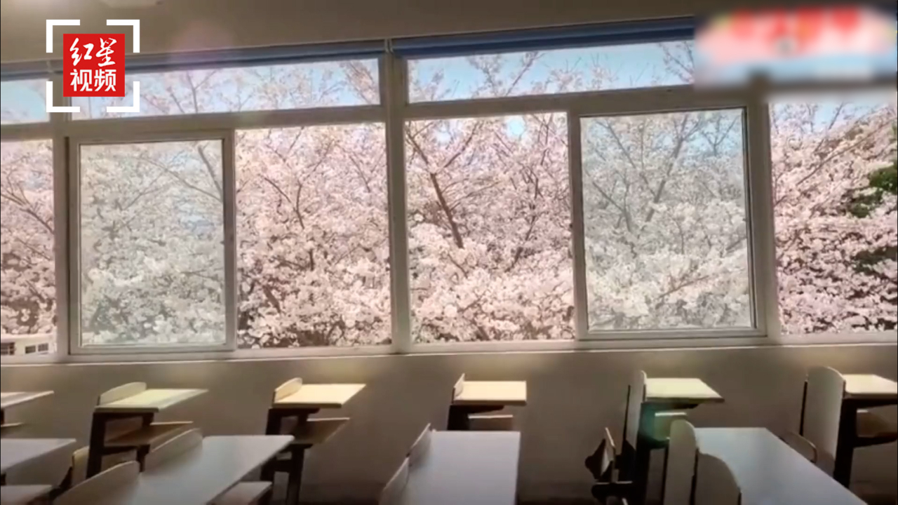 仿佛闯进了漫画里,想在东南大学樱花教室上课