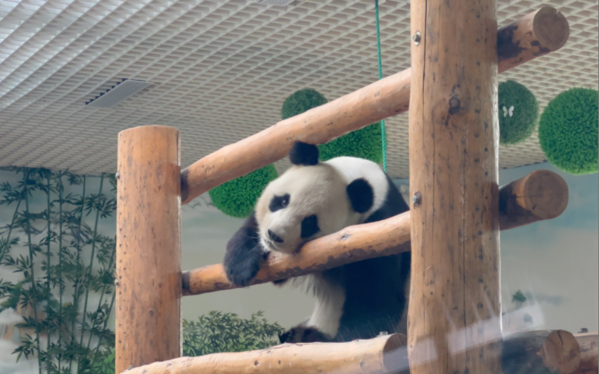 【大熊猫晶晶】隔壁哥哥下班后的晶晶哔哩哔哩bilibili