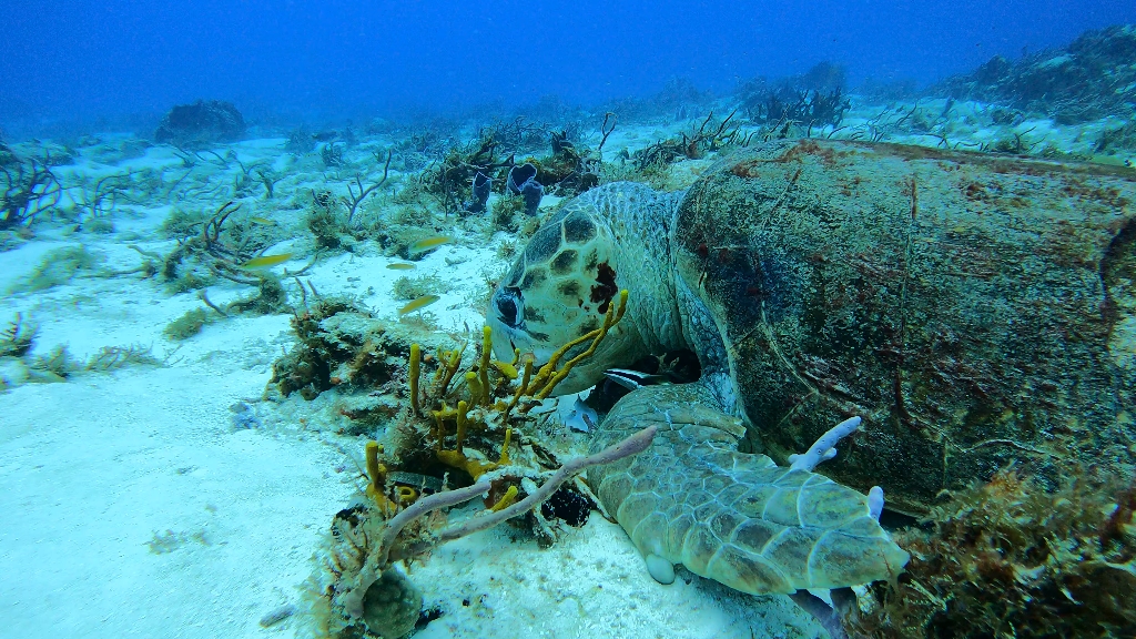 野生成体蠵龟觅食