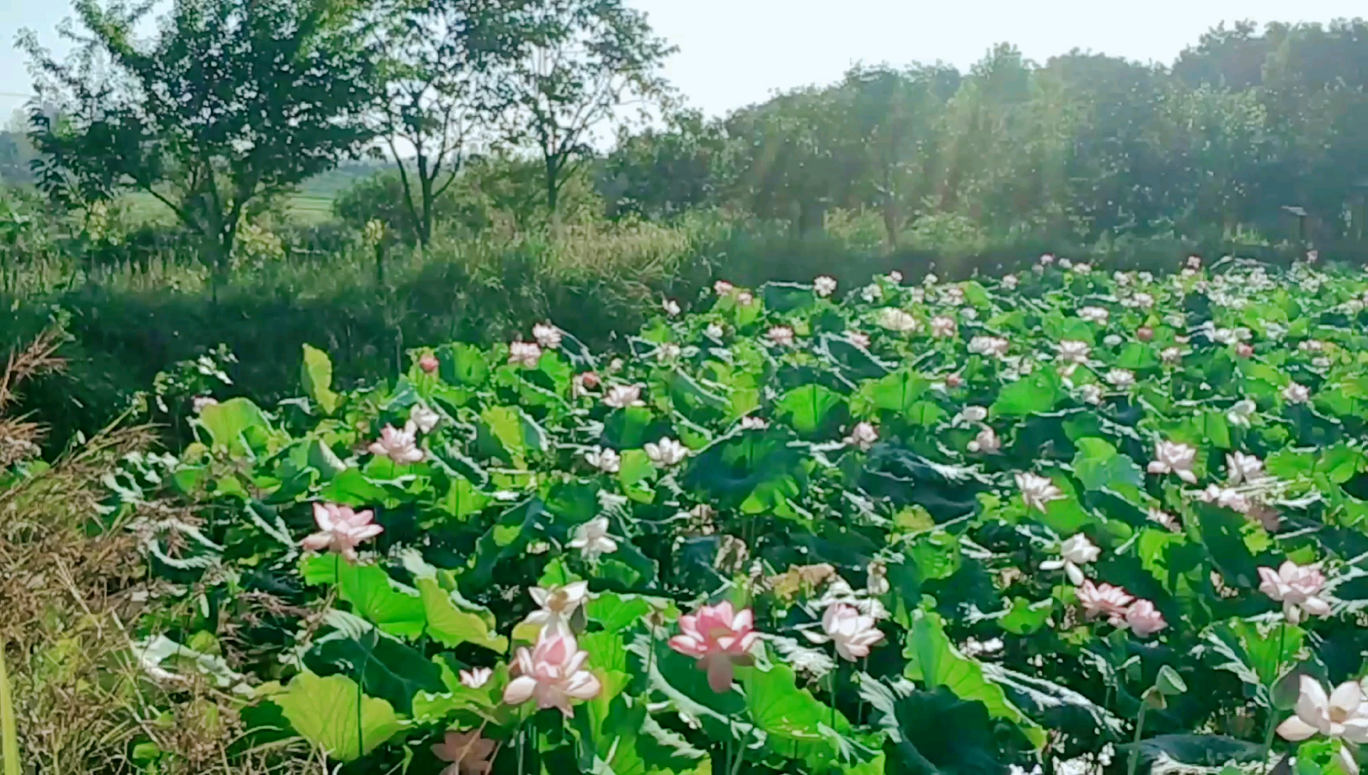 [图]🍃 风吹小池塘，荷花冉冉香。🌺 #荷