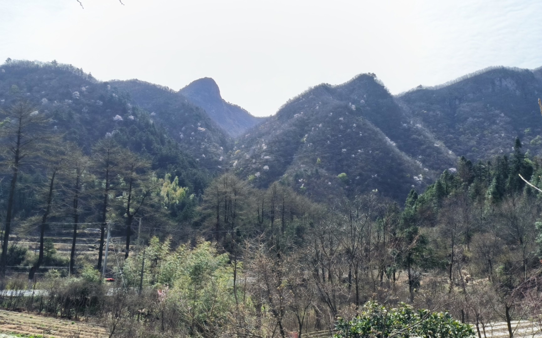 [图]清明祭祖，顺带挖点草药🍀