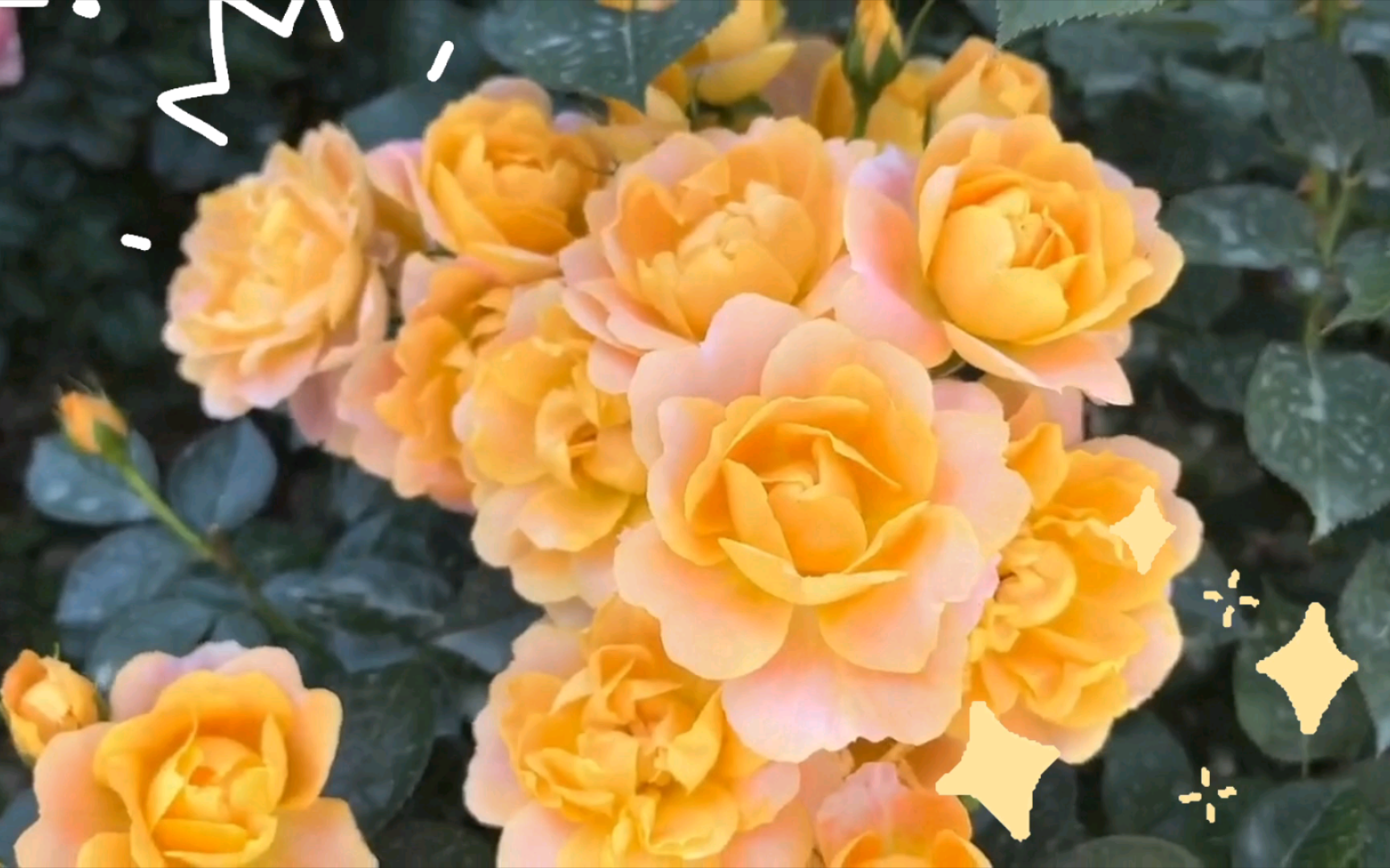 各种各样月季花!花花画画草草!