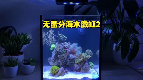 无蛋分海水微缸2 无蛋分海水微缸第二个月 哔哩哔哩 Bilibili 无蛋分海水微缸2 无蛋分海水微缸第二个月 哔哩哔哩 Bilibili