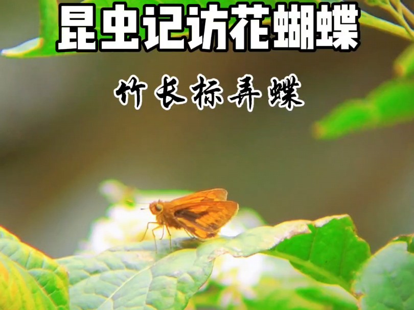 昆虫记蝴蝶飞舞访花的竹长标弄蝶哔哩哔哩bilibili