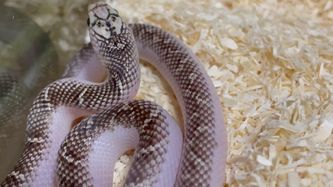 白边布鲁克王蛇的日不落神话