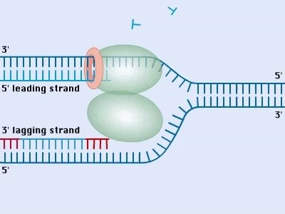 [图]DNA的复制过程-3D动画