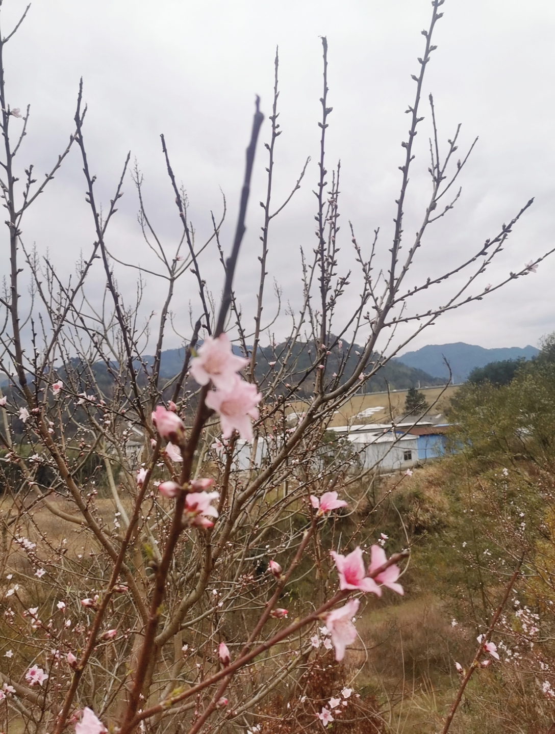 报与桃花一处开哔哩哔哩bilibili