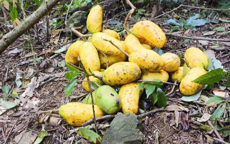 小时候吃过最多的野果拿藤包你们那叫什么呢