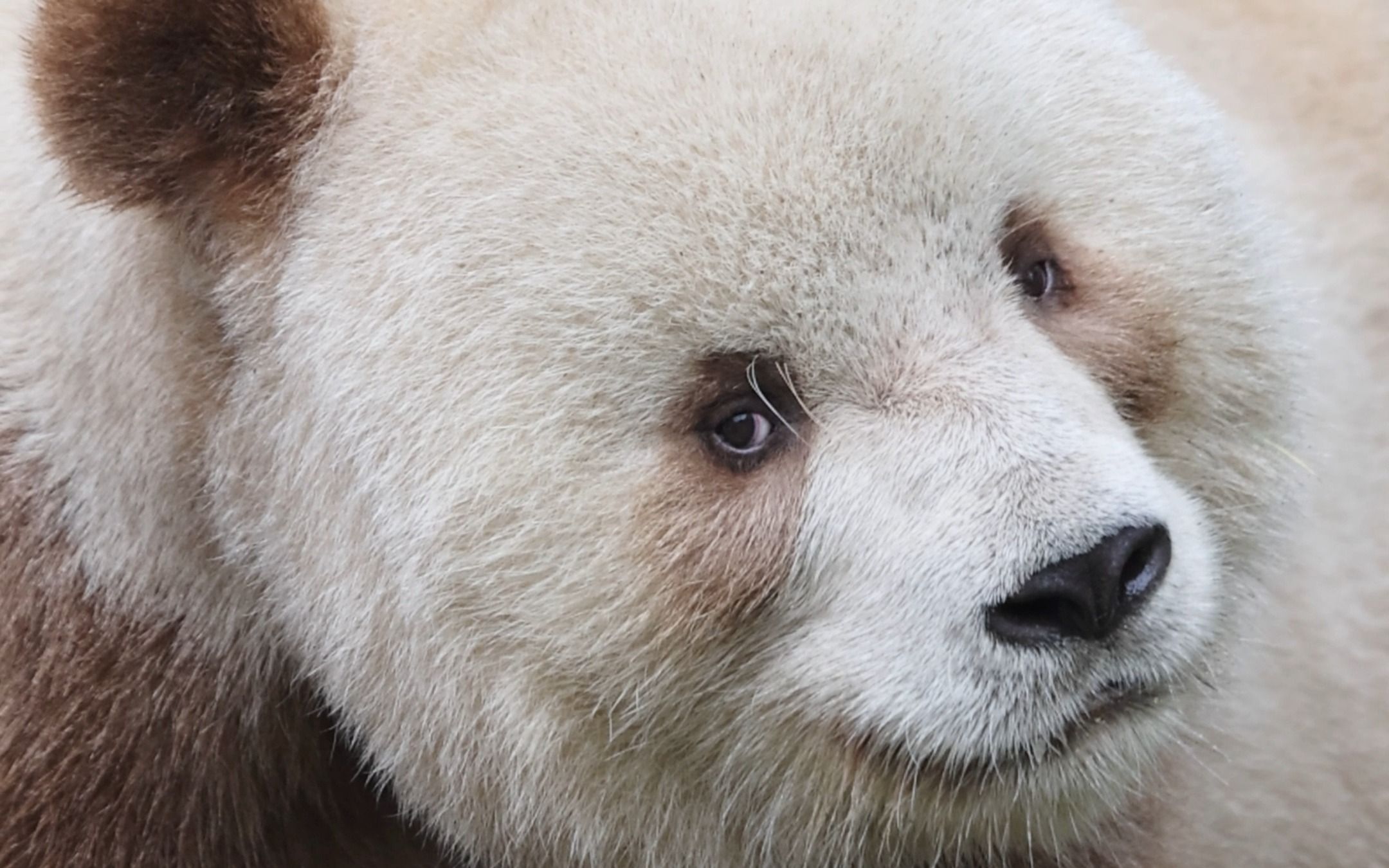 七仔:头一扭,小眼神智慧又憨萌