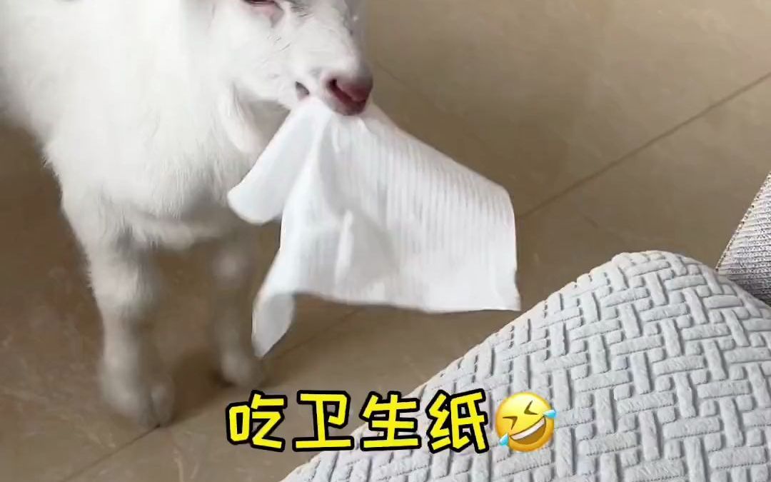 大家给小羊羔取个名字吧!哔哩哔哩bilibili