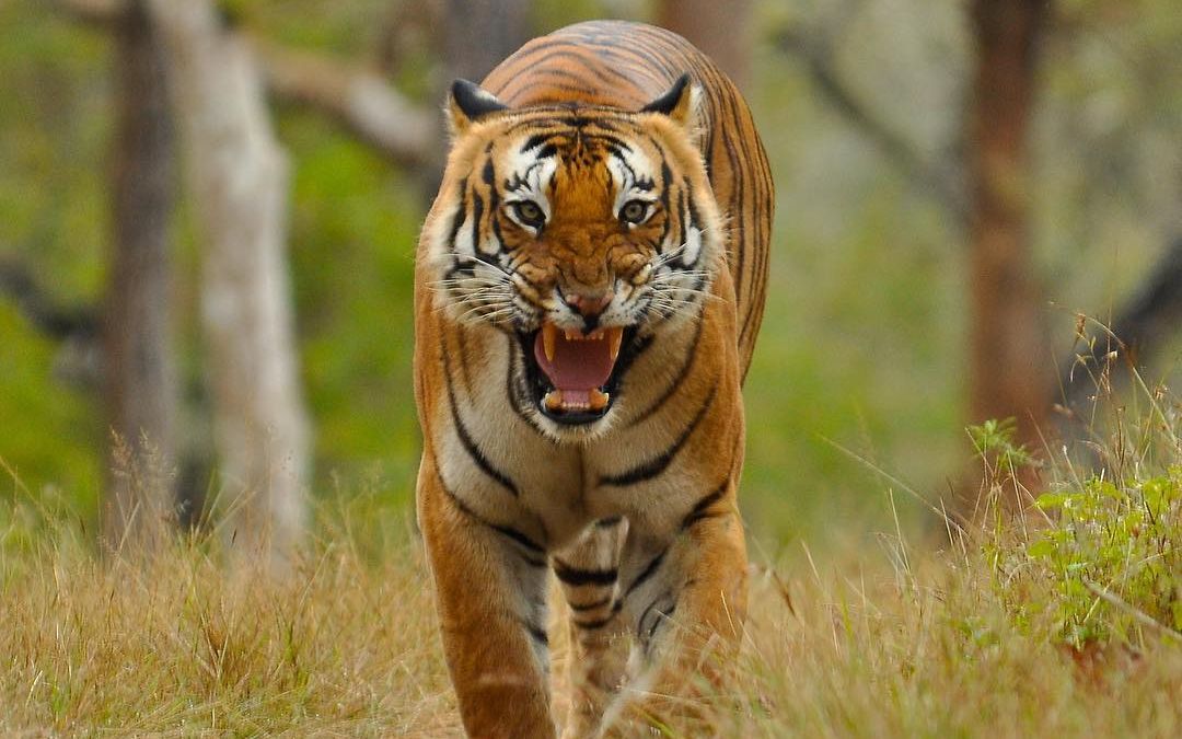 虎王拉贾父子先后出镜,宣传南印度的生物多样性!