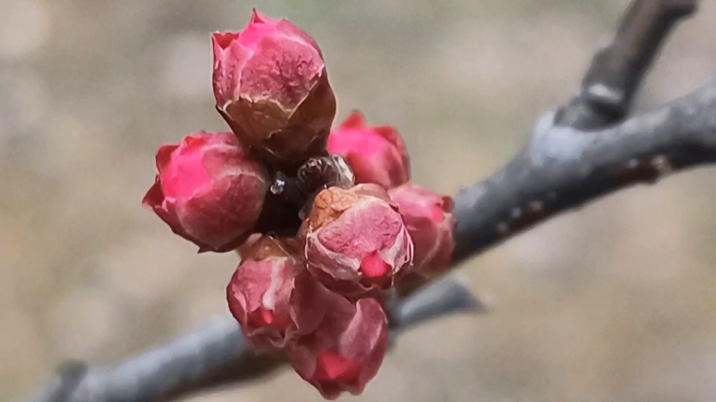 梅花花骨朵的样子图片