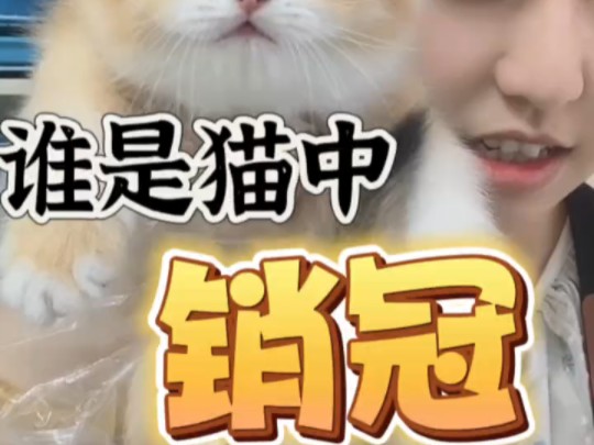 品种猫中销量王英短金渐层哔哩哔哩bilibili