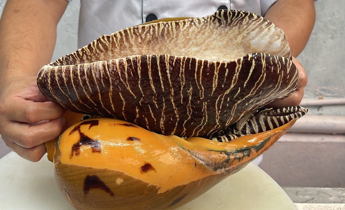 椰子螺一螺四吃,道道经典