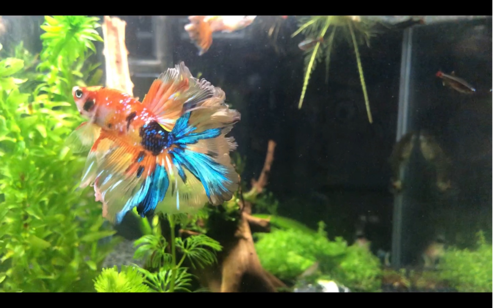 混养的星河糖果半月 超好看的.