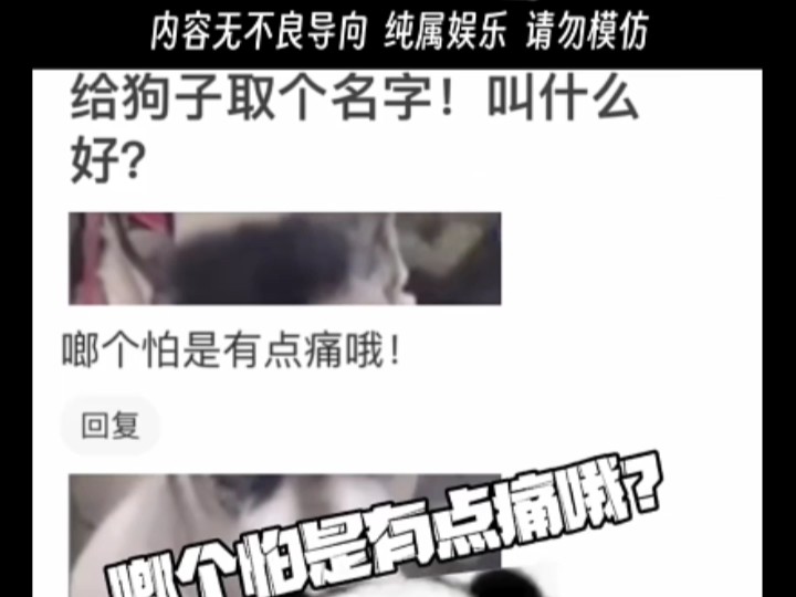 给狗子取个名字,叫什么好?哔哩哔哩bilibili