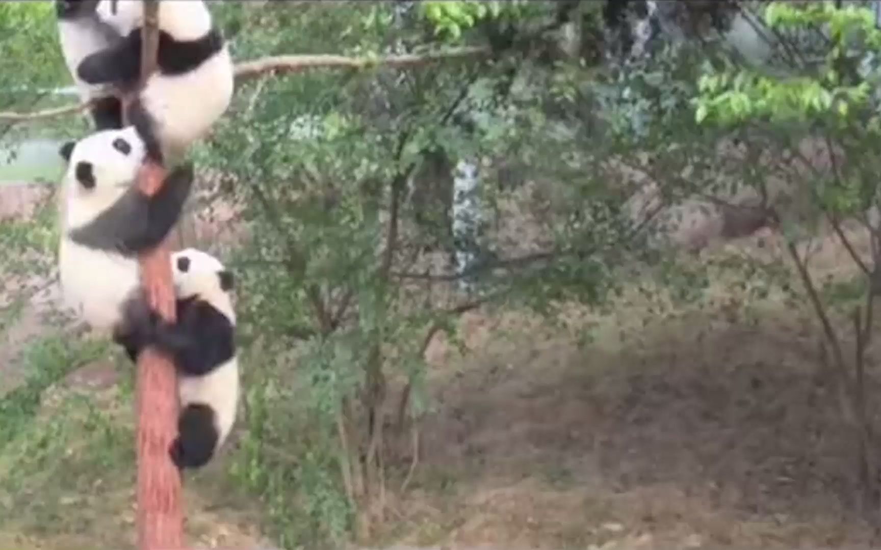 [图]大熊猫吓得爬上小树，这恐怕是我见过史上最怂的大熊猫了！