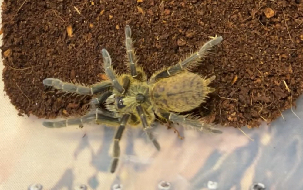 每次给直角巴布换土都要感叹下:盘丝大仙不是浪得虚名