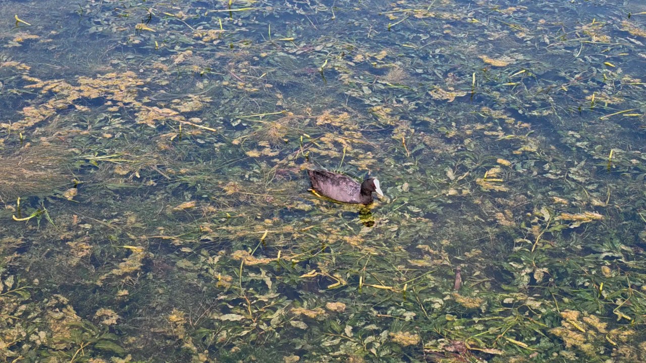白骨顶鸡在水草上爬行