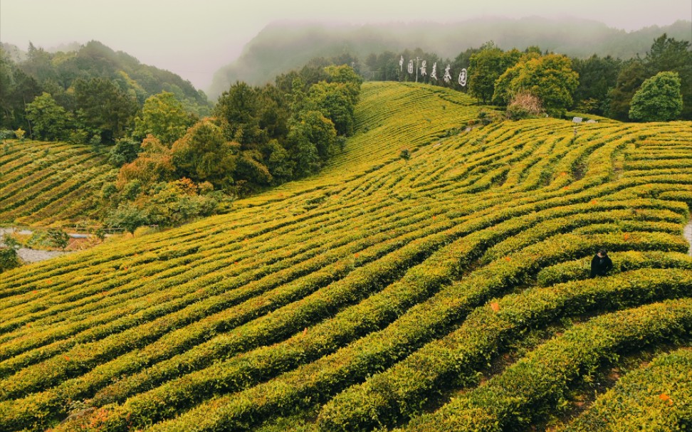 平昌皇家山半日游 | 山花/野果/茶叶/非遗饺子的故事,五一前出游