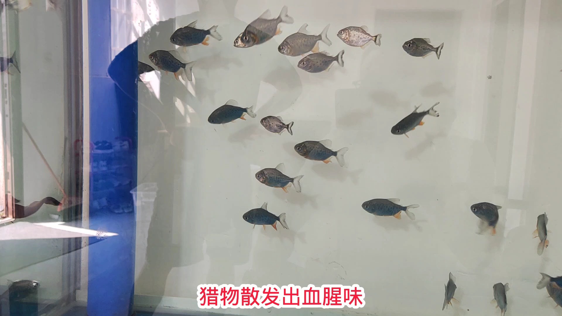 亚马逊食人鱼大战大口鲶鱼,刚一见面展开对战