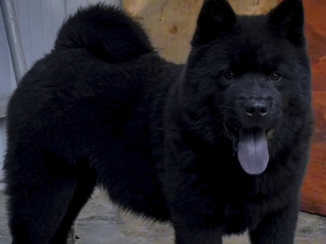 它们应该就是非常纯正的中华田园犬了#中华田园犬