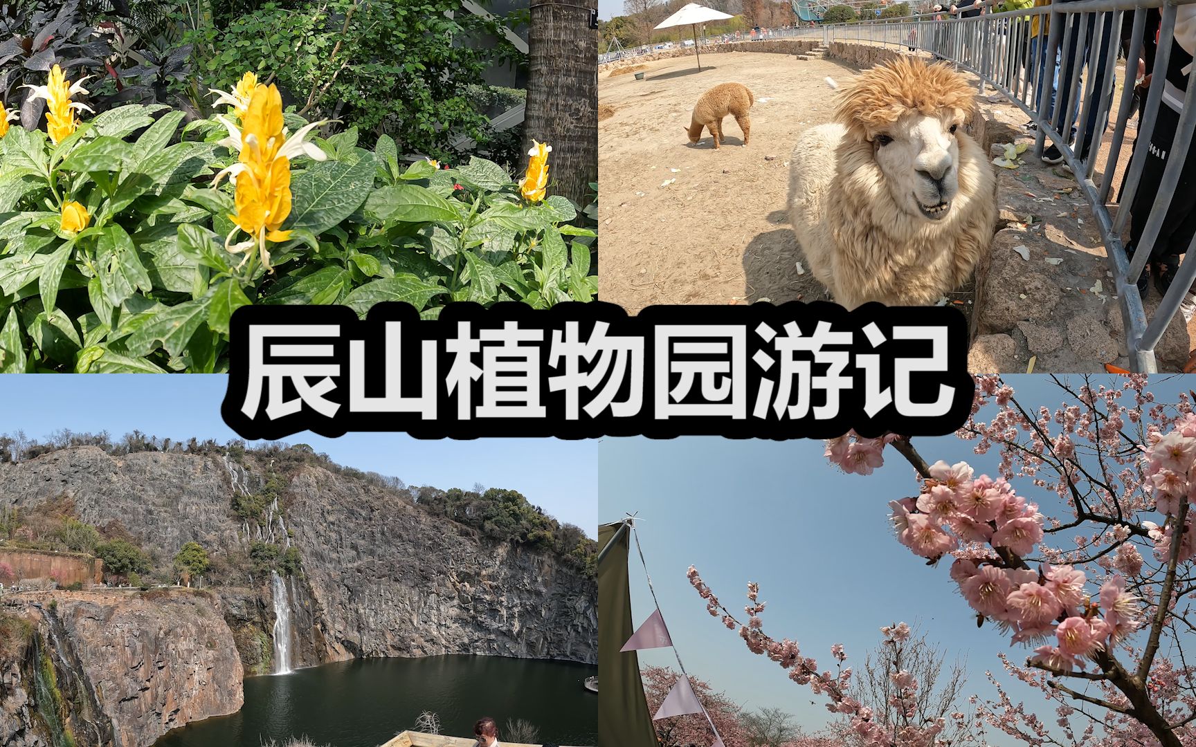 辰山植物园游记 | 上海的春天 | 赏樱 | 上科大 | 生活哔哩哔哩bilibili