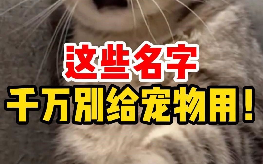 猫猫起名有讲究,这些名字别再用啦哔哩哔哩bilibili