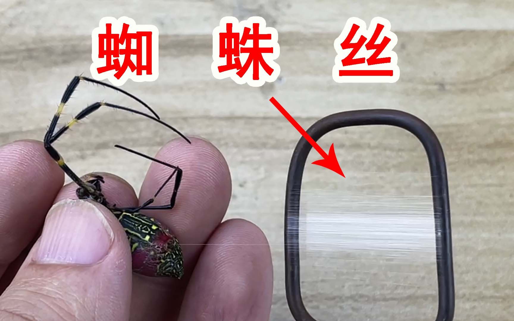 [图]从蜘蛛体内抽丝！能拉起一斤重量吗？