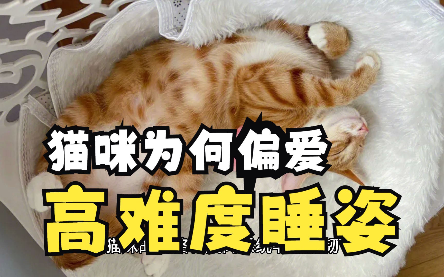 【猫咪科普】猫以高难度的姿势睡觉真的舒服吗?揭秘猫咪睡觉的秘密!哔哩哔哩bilibili