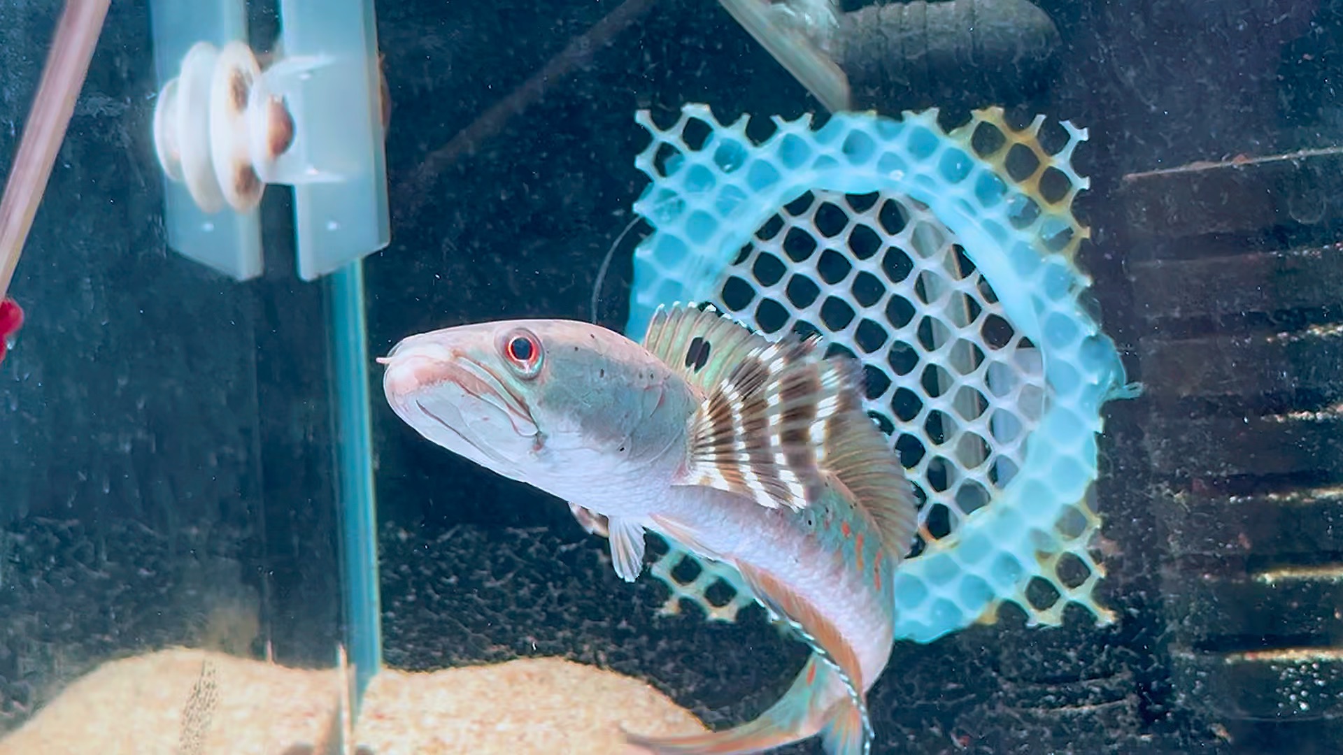 大尺寸幻红雷龙,1xx起双包,选鱼看主页.#雷龙鱼 #幻彩红宝石雷龙鱼